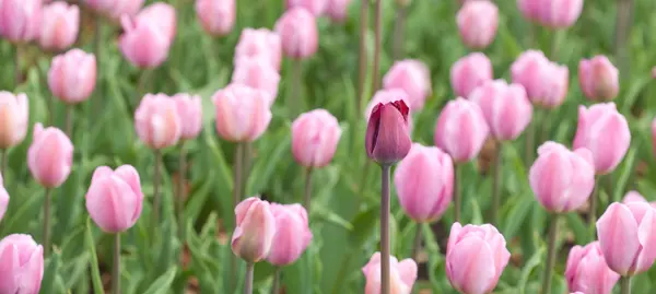 Tulpen — Stockfoto