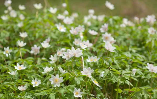 Anemone nemorosa — Stock Photo, Image