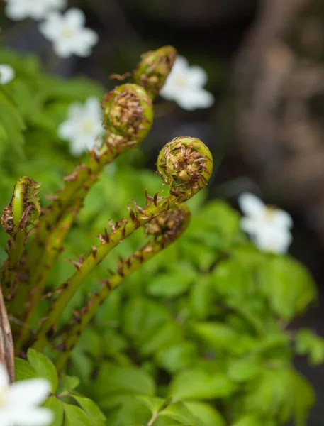 Fern unga skott — Stockfoto