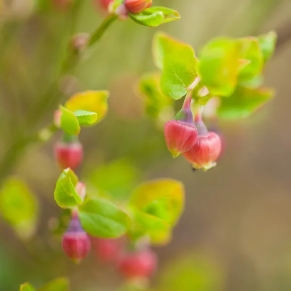 ブルーベリーの花 — ストック写真