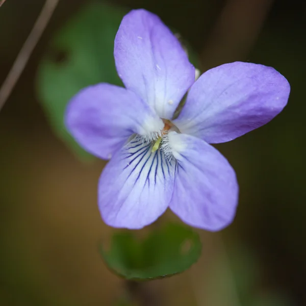 Forest violet macro — Stock Photo, Image