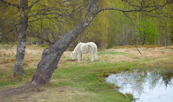 White pony grazing — Stock Photo, Image