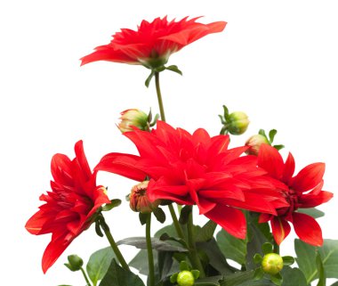 kırmızı yıldız çiçeği