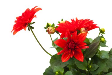 kırmızı yıldız çiçeği