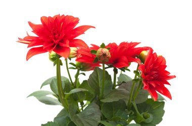 kırmızı yıldız çiçeği