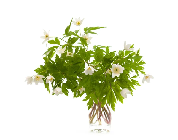 Anemone nemorosa — Stock Fotó