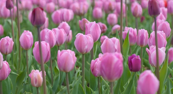 Tulips — Stock Photo, Image