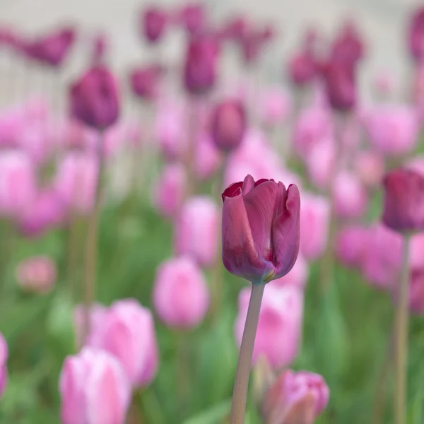 Tulipaner – stockfoto