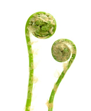 fern leaf unfolding clipart