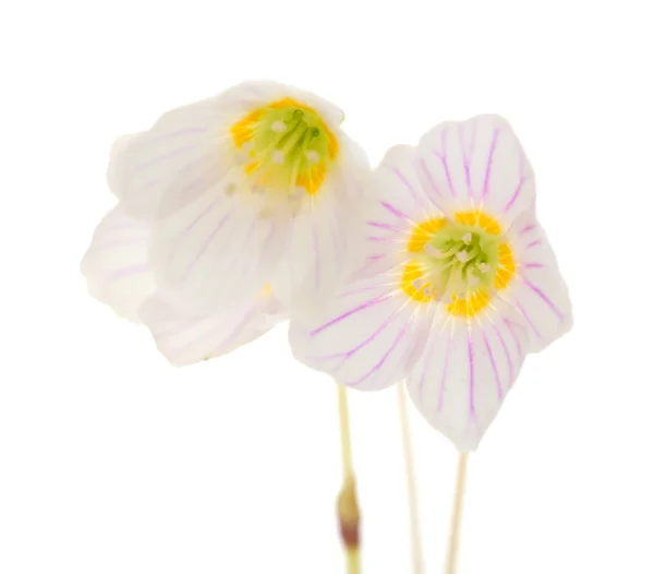 Common wood sorrel — Stock Photo, Image