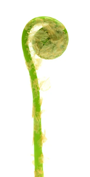 Fern leaf unfolding — Stock Photo, Image