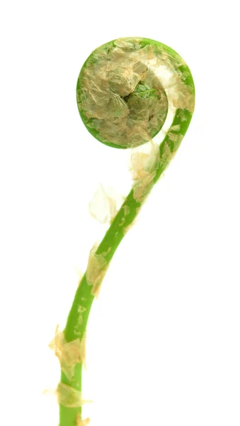 Fern leaf unfolding — Stock Photo, Image