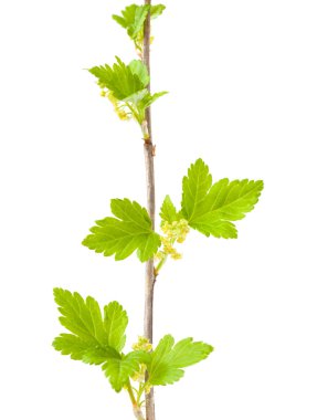 yabani kuş üzümü çiçekli