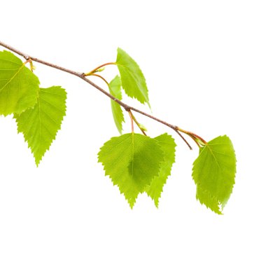 Genç gümüş huş ağacı yaprakları