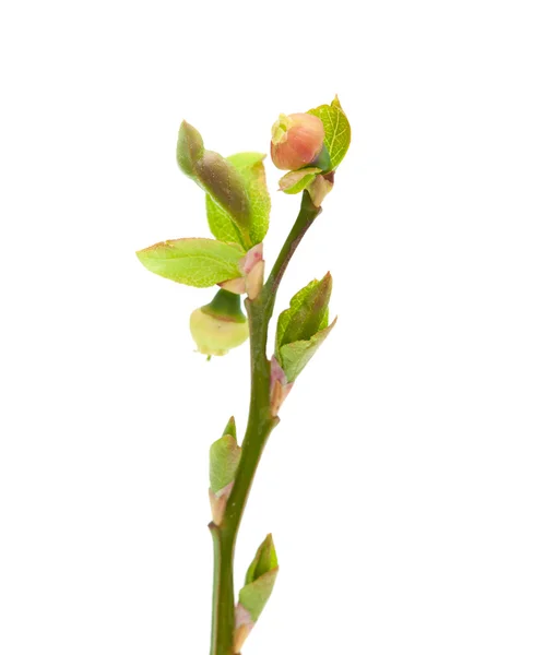 Borůvka květina makro — Stock fotografie