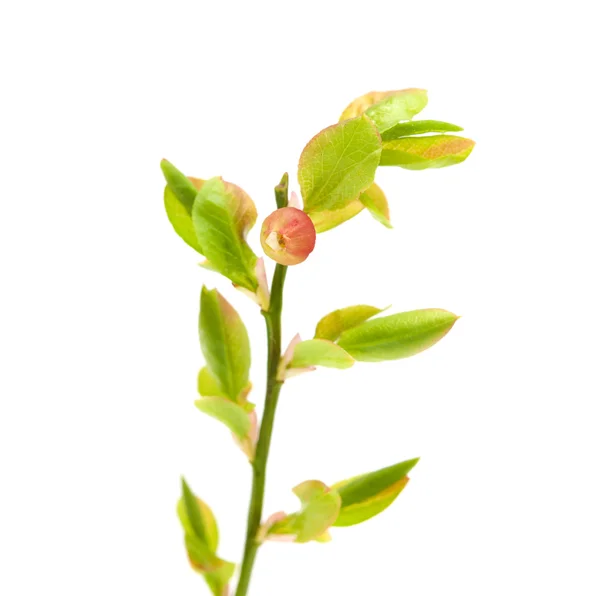 Borówka kwiat makro — Zdjęcie stockowe