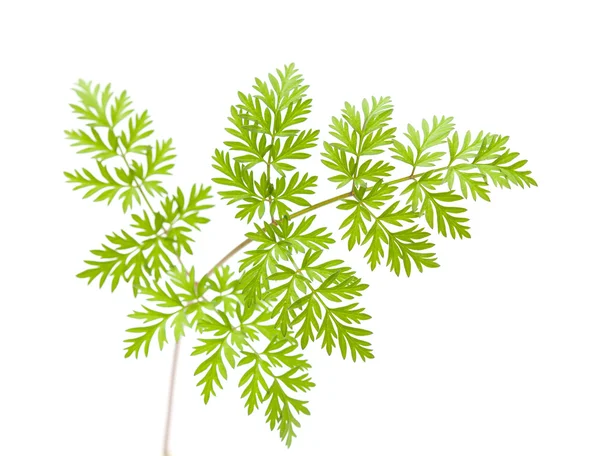 Wild parsley leaf — Stock Photo, Image