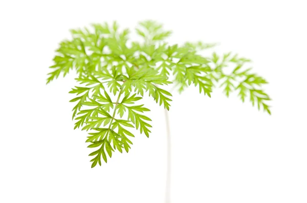 Wild parsley leaf — Stock Photo, Image