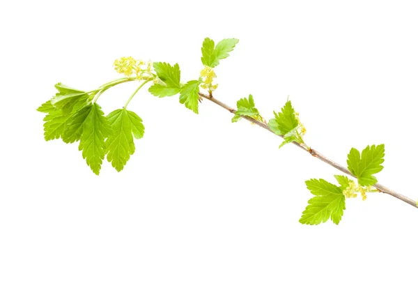 Floração da groselha selvagem — Fotografia de Stock