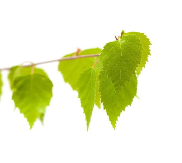 Silver birch yougn leaves — Stock Photo, Image