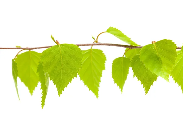 Silver birch young leaves — Stock Photo, Image