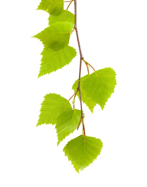 Bouleau argenté jeunes feuilles — Photo