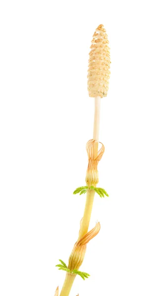 Strobilus of a horsetail plant — Stock Image Strobilus of a horsetail plant Royalty Free Stock Photos