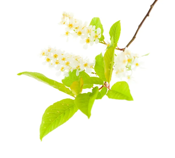 Bird cherry — Stock Photo, Image