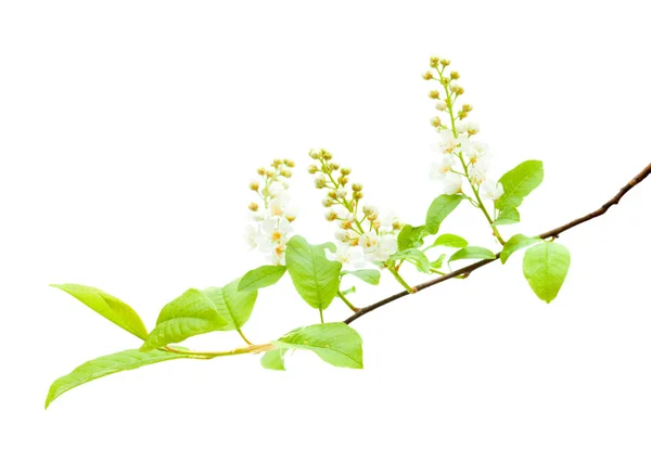 Bird cherry — Stock Photo, Image