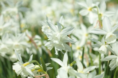 çiçekli narcissi