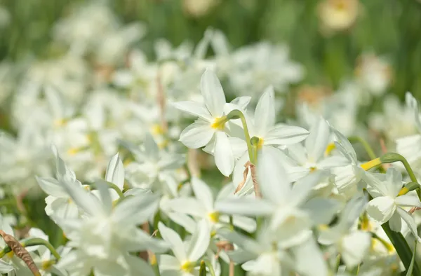 Beautiful white narcissi background — Stock Photo, Image