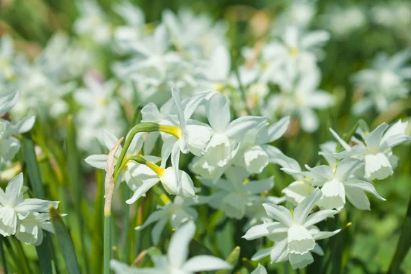 Narcissi — Stock fotografie