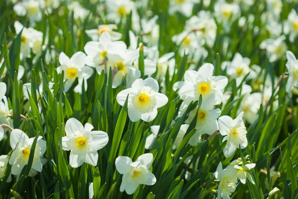 Narcissi. — Fotografia de Stock