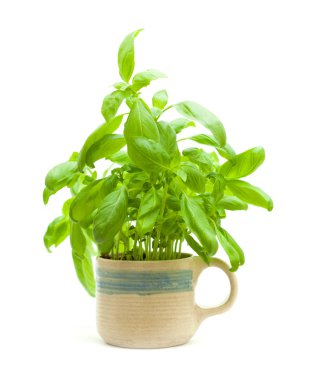 Genç fesleğen bitki