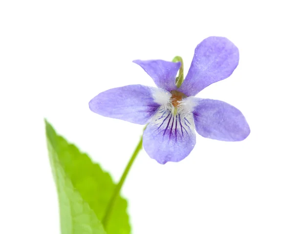 Wild violet — Stock Photo, Image