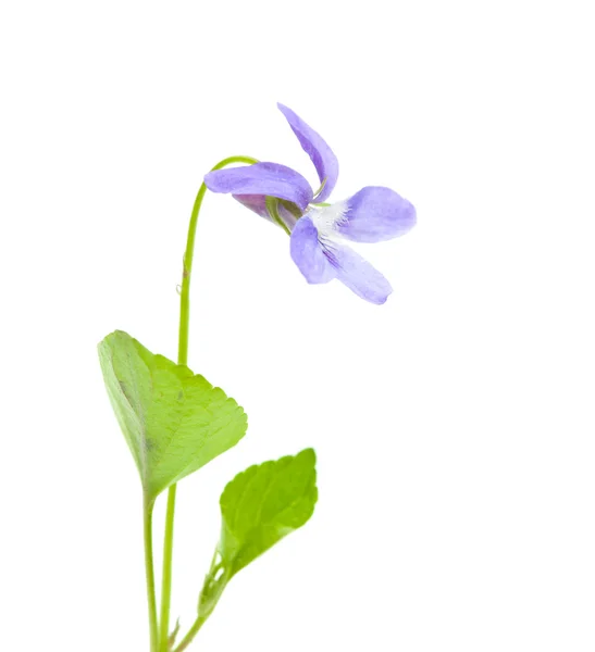 Wild violet — Stock Photo, Image