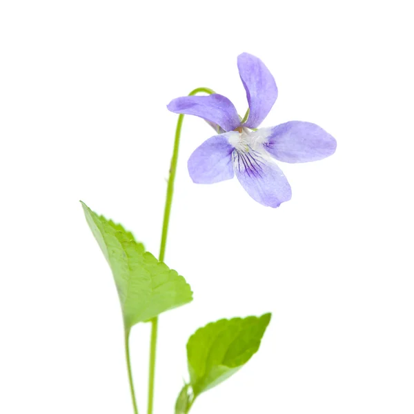 Wildes Veilchen — Stockfoto