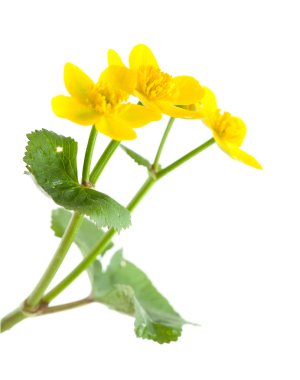 Caltha palustris