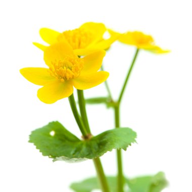 Caltha palustris