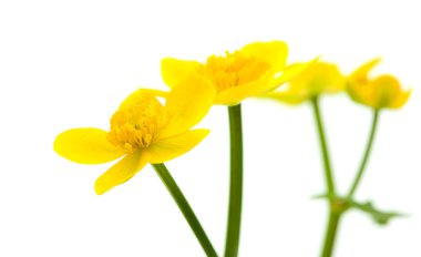 Caltha palustris