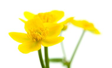 Caltha palustris