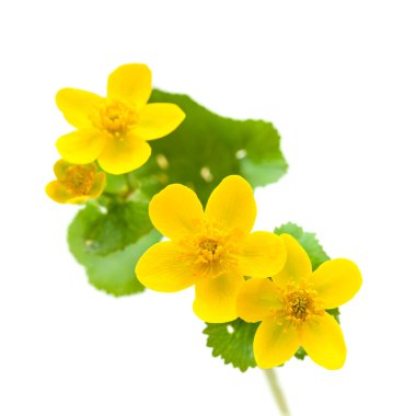 Caltha palustris