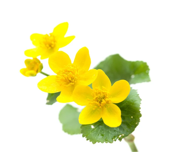 Caltha palustris — Foto Stock