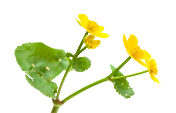 Caltha palustris-félék — Stock Fotó