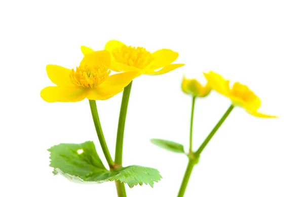 Caltha palustris — Stock Photo, Image