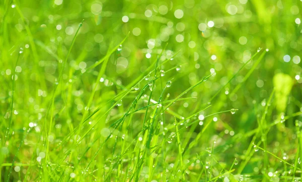 Morning grass — Stock Photo, Image