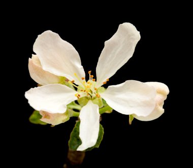 siyah üzerine izole elma çiçeği