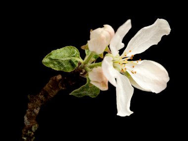 elma çiçeği izole 