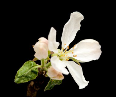 siyah üzerine izole elma çiçeği