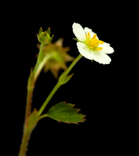 Wilde aardbeien bloemen — Stockfoto